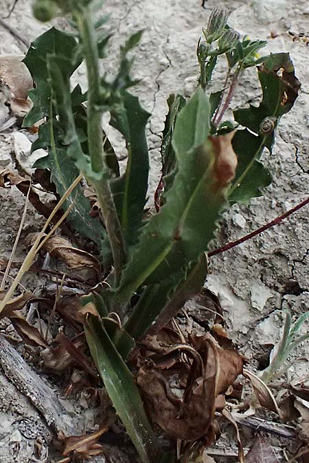 Crepis aspera \ Rauer Pippau / Rough Hawk's-Beard, Zypern/Cyprus Kato Archimandrita 1.4.2025