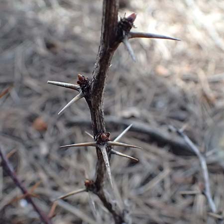 Berberis cretica \ Kretische Berberitze / Cretan Barberry, Zypern/Cyprus Troodos 24.3.2025