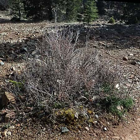 Berberis cretica \ Kretische Berberitze / Cretan Barberry, Zypern/Cyprus Troodos 24.3.2025