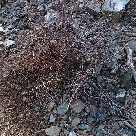 Berberis cretica \ Kretische Berberitze / Cretan Barberry, Zypern/Cyprus Troodos 24.3.2025