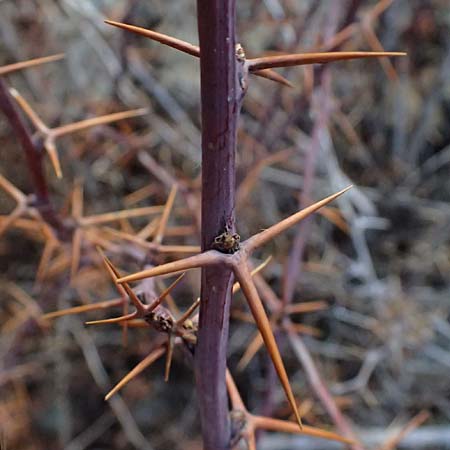 Berberis cretica \ Kretische Berberitze / Cretan Barberry, Zypern/Cyprus Troodos 24.3.2025