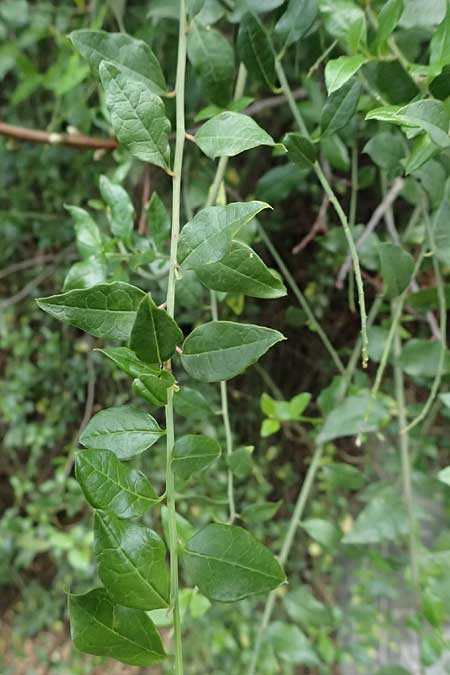 Bosea cypria \ Zyprische Bosea / Cyprus Bosea, Zypern/Cyprus Prov.  Paphos,  Episkopi 31.3.2025