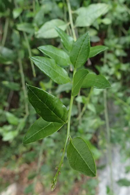 Bosea cypria \ Zyprische Bosea / Cyprus Bosea, Zypern/Cyprus Prov.  Paphos,  Episkopi 31.3.2025