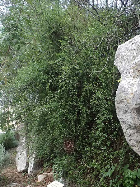 Bosea cypria \ Zyprische Bosea / Cyprus Bosea, Zypern/Cyprus Prov.  Paphos,  Episkopi 31.3.2025