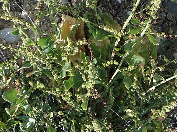 Beta vulgaris subsp. maritima \ Wilde Rbe, Meer-Mangold / Sea Beet, Zypern/Cyprus Petra tou Romiou 30.3.2025