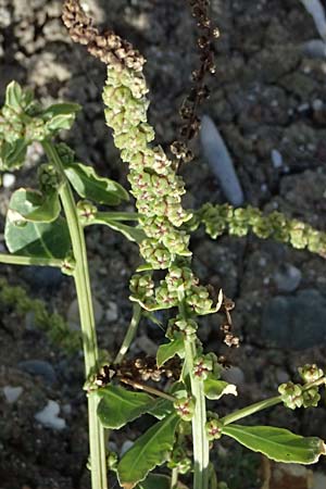 Beta vulgaris subsp. maritima \ Wilde Rbe, Meer-Mangold / Sea Beet, Zypern/Cyprus Petra tou Romiou 30.3.2025