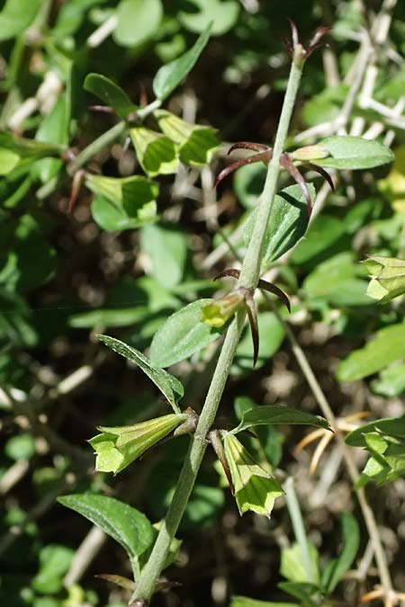Acanthoprasium integrifolium \ Zypern-Strauchschwarznessel / Cyprus Horehound, Zypern/Cyprus Avakas Gorge 22.3.2025