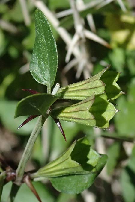 Acanthoprasium integrifolium \ Zypern-Strauchschwarznessel / Cyprus Horehound, Zypern/Cyprus Avakas Gorge 22.3.2025