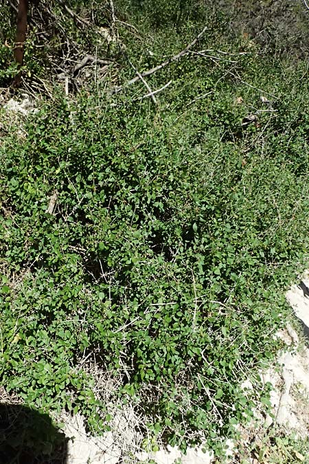 Acanthoprasium integrifolium \ Zypern-Strauchschwarznessel / Cyprus Horehound, Zypern/Cyprus Avakas Gorge 22.3.2025