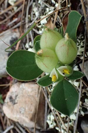 Anthyllis tetraphylla \ Blasen-Wundklee, Zypern Pegeia 30.3.2025