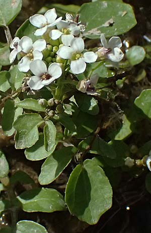 Nasturtium officinale \ Echte Brunnenkresse / Water Cress, Zypern/Cyprus Prov. Paphos, Episkopi 31.3.2025
