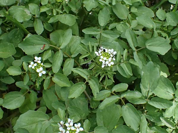 Nasturtium officinale \ Echte Brunnenkresse / Water Cress, Zypern/Cyprus Prov. Paphos, Episkopi 31.3.2025