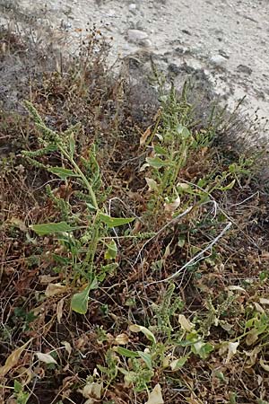 Beta vulgaris subsp. maritima \ Wilde Rbe, Meer-Mangold / Sea Beet, Zypern/Cyprus Governos's Beach 25.3.2025