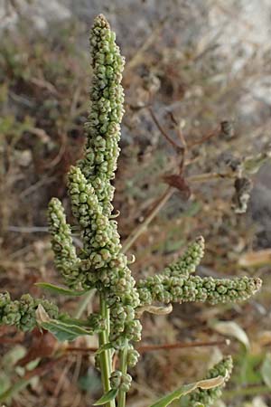 Beta vulgaris subsp. maritima \ Wilde Rbe, Meer-Mangold / Sea Beet, Zypern/Cyprus Governos's Beach 25.3.2025