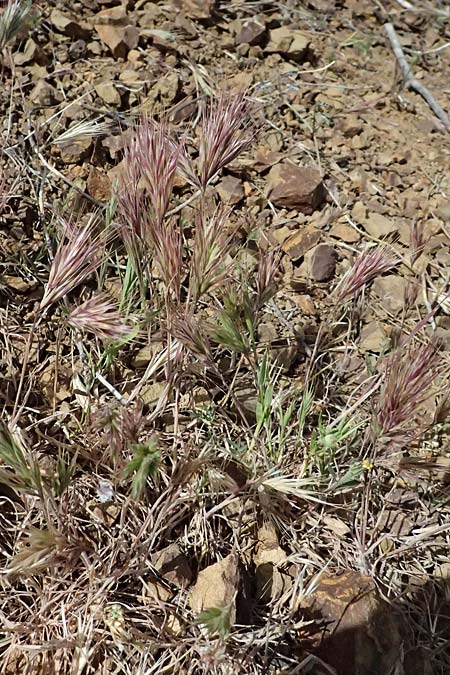 Bromus madritensis \ Mittelmeer-Trespe / Compact Brome, Zypern/Cyprus Xyliatos 26.3.2025