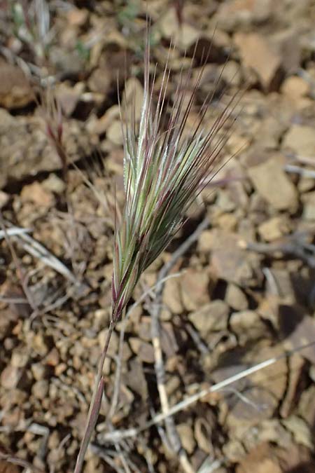 Bromus madritensis \ Mittelmeer-Trespe / Compact Brome, Zypern/Cyprus Xyliatos 26.3.2025
