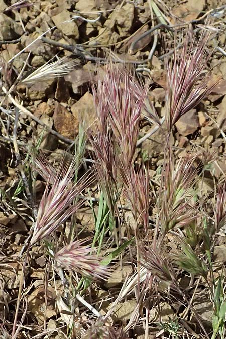 Bromus madritensis \ Mittelmeer-Trespe / Compact Brome, Zypern/Cyprus Xyliatos 26.3.2025