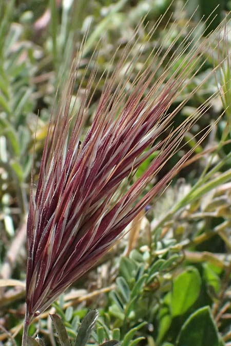 Bromus madritensis \ Mittelmeer-Trespe / Compact Brome, Zypern/Cyprus Kourion 29.3.2025