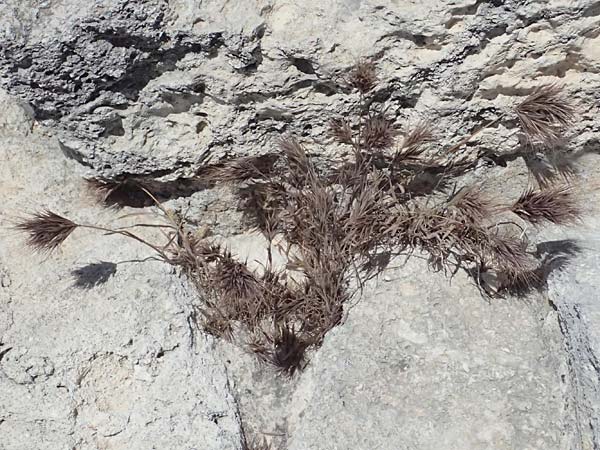 Bromus madritensis \ Mittelmeer-Trespe / Compact Brome, Zypern/Cyprus Kourion 29.3.2025