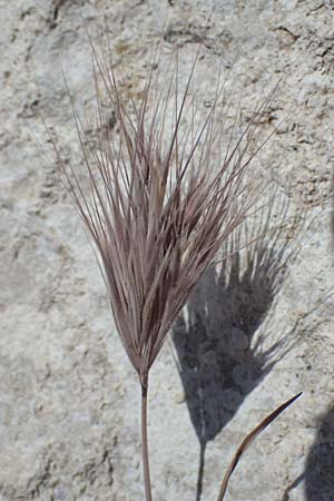 Bromus madritensis \ Mittelmeer-Trespe / Compact Brome, Zypern/Cyprus Kourion 29.3.2025