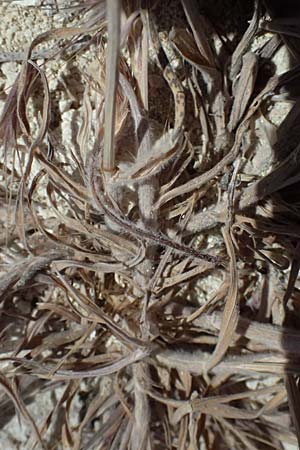 Bromus madritensis \ Mittelmeer-Trespe / Compact Brome, Zypern/Cyprus Kourion 29.3.2025