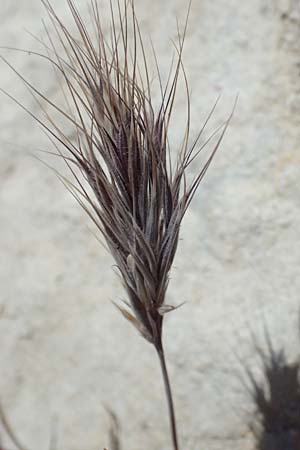 Bromus madritensis \ Mittelmeer-Trespe / Compact Brome, Zypern/Cyprus Kourion 29.3.2025