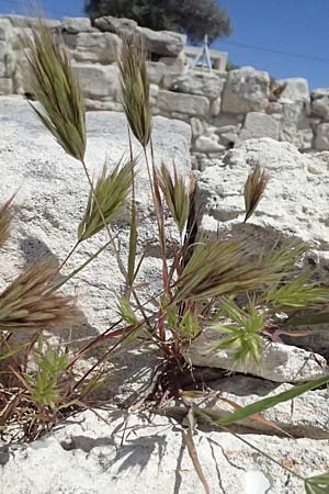 Bromus madritensis \ Mittelmeer-Trespe / Compact Brome, Zypern/Cyprus Kourion 29.3.2025