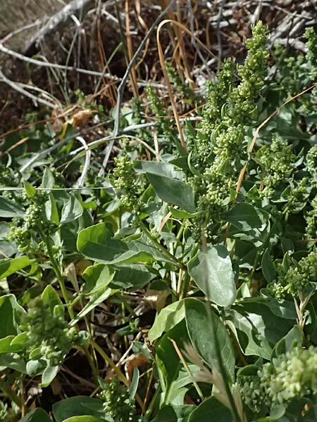 Beta vulgaris subsp. maritima \ Wilde Rbe, Meer-Mangold / Sea Beet, Zypern/Cyprus Larnaka 2.4.2025