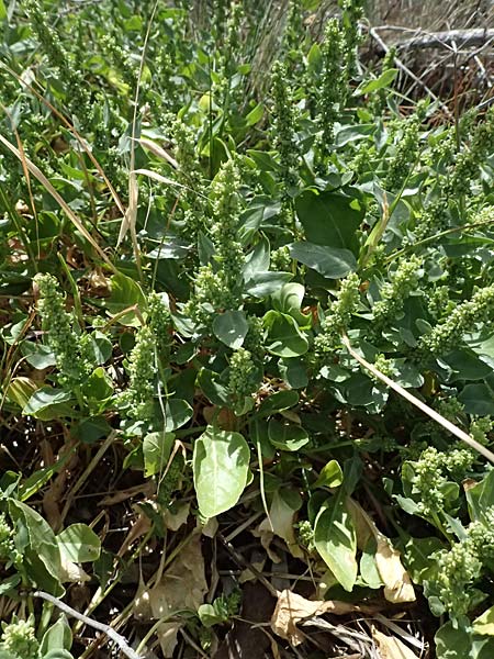 Beta vulgaris subsp. maritima \ Wilde Rbe, Meer-Mangold / Sea Beet, Zypern/Cyprus Larnaka 2.4.2025