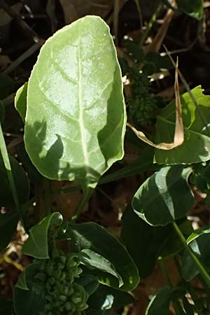Beta vulgaris subsp. maritima \ Wilde Rbe, Meer-Mangold / Sea Beet, Zypern/Cyprus Larnaka 2.4.2025