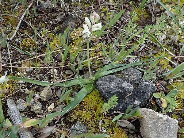 Bellevalia nivalis \ Schneewei&szlig;e Hyazinthe / White Squill, Zypern/Cyprus Akamas, Neo Chorio 20.3.2025
