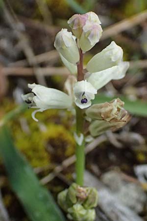Bellevalia nivalis \ Schneewei&szlig;e Hyazinthe / White Squill, Zypern/Cyprus Akamas, Neo Chorio 20.3.2025