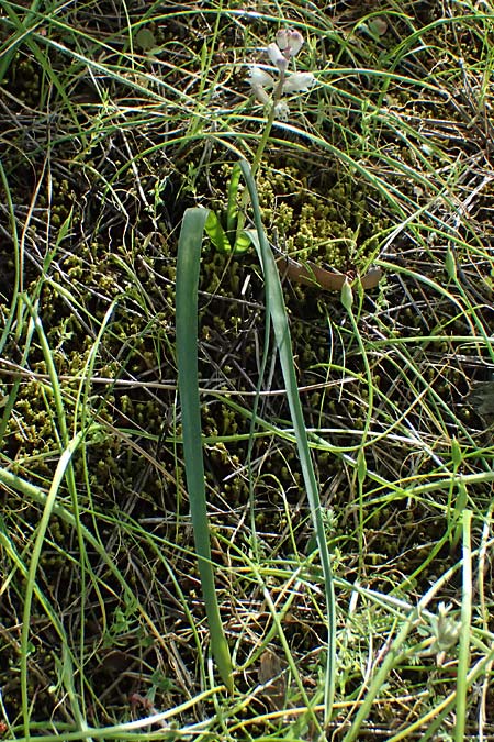 Bellevalia nivalis \ Schneewei&szlig;e Hyazinthe / White Squill, Zypern/Cyprus Xyliatos 26.3.2025