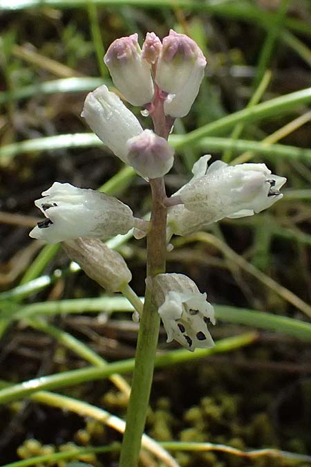 Bellevalia nivalis \ Schneewei&szlig;e Hyazinthe / White Squill, Zypern/Cyprus Xyliatos 26.3.2025