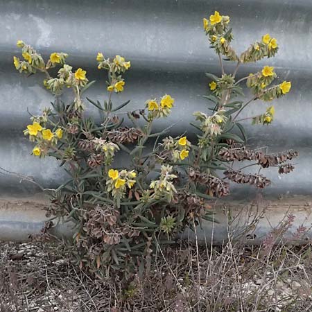 Helianthemum syriacum \ Syrisches Sonnenr�schen, Lavendelbl&auml;ttriges Sonnenr�schen / Syrian Rock-Rose, Lavender-Leaved Rock-Rose, Zypern/Cyprus Tochni 21.3.2025