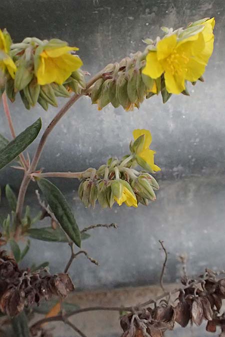 Helianthemum syriacum \ Syrisches Sonnenr�schen, Lavendelbl&auml;ttriges Sonnenr�schen / Syrian Rock-Rose, Lavender-Leaved Rock-Rose, Zypern/Cyprus Tochni 21.3.2025
