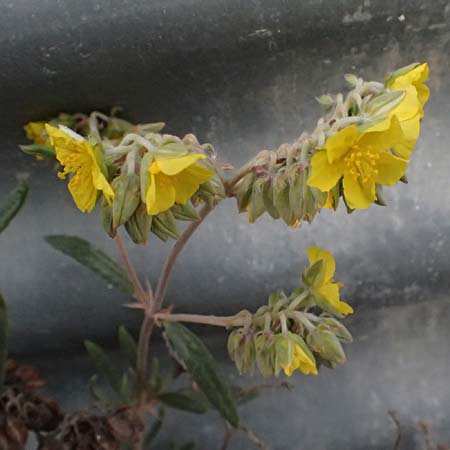 Helianthemum syriacum \ Syrisches Sonnenr�schen, Lavendelbl&auml;ttriges Sonnenr�schen / Syrian Rock-Rose, Lavender-Leaved Rock-Rose, Zypern/Cyprus Tochni 21.3.2025