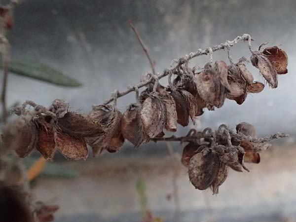 Helianthemum syriacum \ Syrisches Sonnenr�schen, Lavendelbl&auml;ttriges Sonnenr�schen / Syrian Rock-Rose, Lavender-Leaved Rock-Rose, Zypern/Cyprus Tochni 21.3.2025