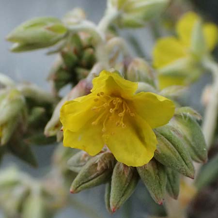 Helianthemum syriacum \ Syrisches Sonnenr�schen, Lavendelbl&auml;ttriges Sonnenr�schen / Syrian Rock-Rose, Lavender-Leaved Rock-Rose, Zypern/Cyprus Tochni 21.3.2025