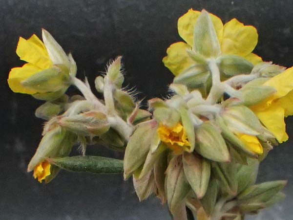 Helianthemum syriacum \ Syrisches Sonnenr�schen, Lavendelbl&auml;ttriges Sonnenr�schen / Syrian Rock-Rose, Lavender-Leaved Rock-Rose, Zypern/Cyprus Tochni 21.3.2025