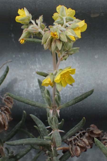 Helianthemum syriacum \ Syrisches Sonnenr�schen, Lavendelbl&auml;ttriges Sonnenr�schen / Syrian Rock-Rose, Lavender-Leaved Rock-Rose, Zypern/Cyprus Tochni 21.3.2025
