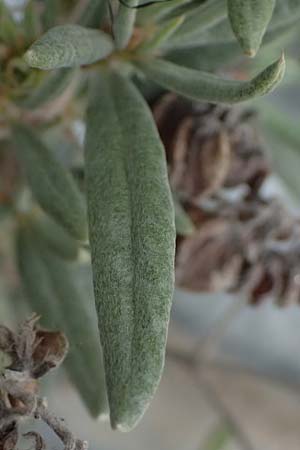 Helianthemum syriacum \ Syrisches Sonnenr�schen, Lavendelbl&auml;ttriges Sonnenr�schen / Syrian Rock-Rose, Lavender-Leaved Rock-Rose, Zypern/Cyprus Tochni 21.3.2025