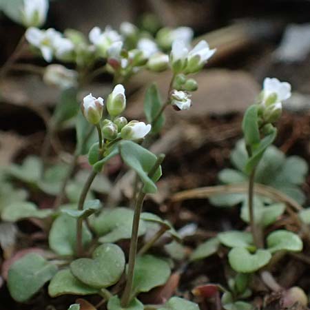 Microthlaspi natolicum subsp. gaillardotii \ Gaillardots Kleint�schelkraut / Gaillardot's Penny-Cress, Zypern/Cyprus Troodos 24.3.2025