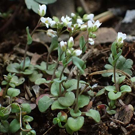 Microthlaspi natolicum subsp. gaillardotii \ Gaillardots Kleint�schelkraut / Gaillardot's Penny-Cress, Zypern/Cyprus Troodos 24.3.2025