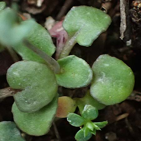 Microthlaspi natolicum subsp. gaillardotii \ Gaillardots Kleint�schelkraut / Gaillardot's Penny-Cress, Zypern/Cyprus Troodos 24.3.2025