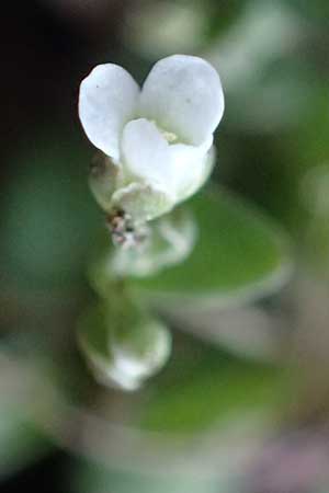 Microthlaspi natolicum subsp. gaillardotii \ Gaillardots Kleint�schelkraut / Gaillardot's Penny-Cress, Zypern/Cyprus Troodos 24.3.2025