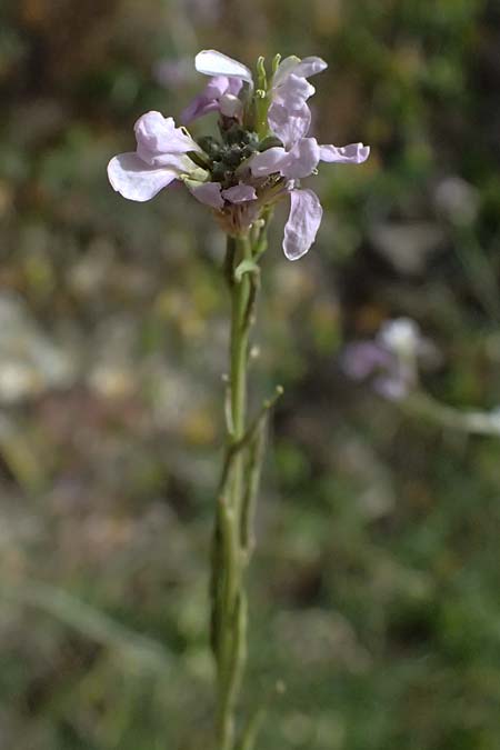 Erucaria hispanica \ Spanischer Senf / Spanish Pink Mustard, Zypern/Cyprus Pano Lefkara 25.3.2025