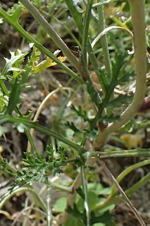 Erucaria hispanica \ Spanischer Senf / Spanish Pink Mustard, Zypern/Cyprus Pano Lefkara 25.3.2025