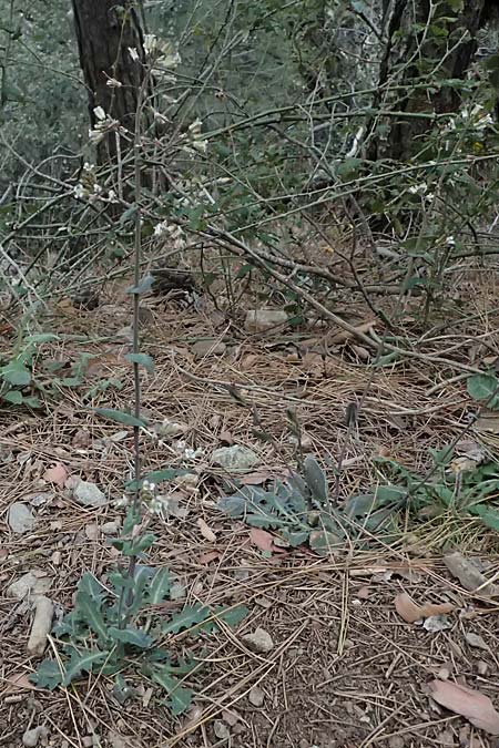 Turritis laxa \ Lockerbl&uuml;tige Turmkraut / Lax Tower Mustard, Zypern/Cyprus Platres 28.3.2025