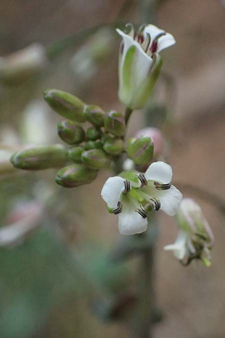 Turritis laxa \ Lockerbl&uuml;tige Turmkraut / Lax Tower Mustard, Zypern/Cyprus Platres 28.3.2025